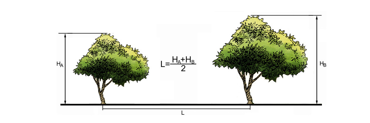 Расстояние между местами посадки деревьев