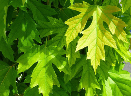 Клен для озеленения