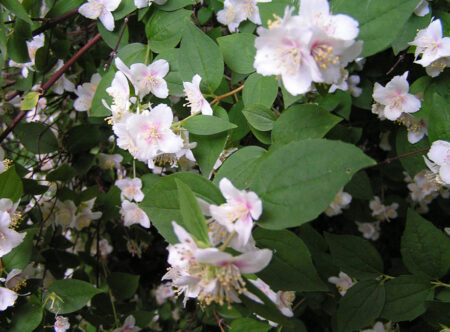 Чубушник для озеленения