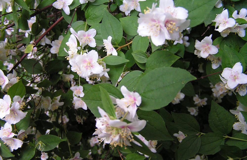 Чубушник для озеленения садов, парков и городских территорий