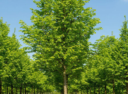 Липа для озеленения