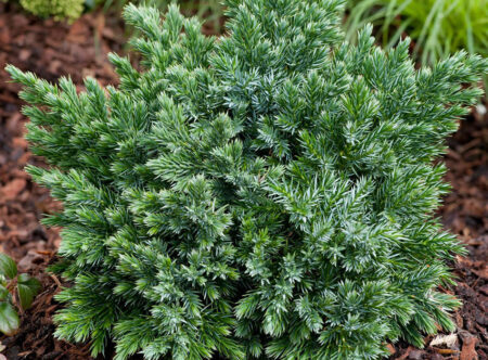 Можжевельник для озеленения