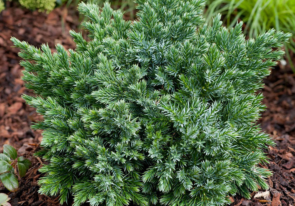 Можжевельник для озеленения садов, парков и городских территорий
