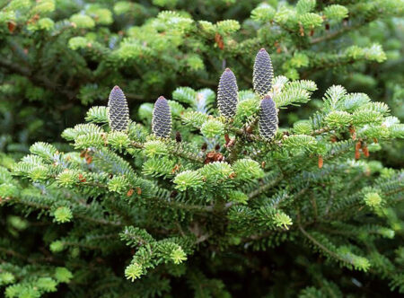 Пихта для озеленения