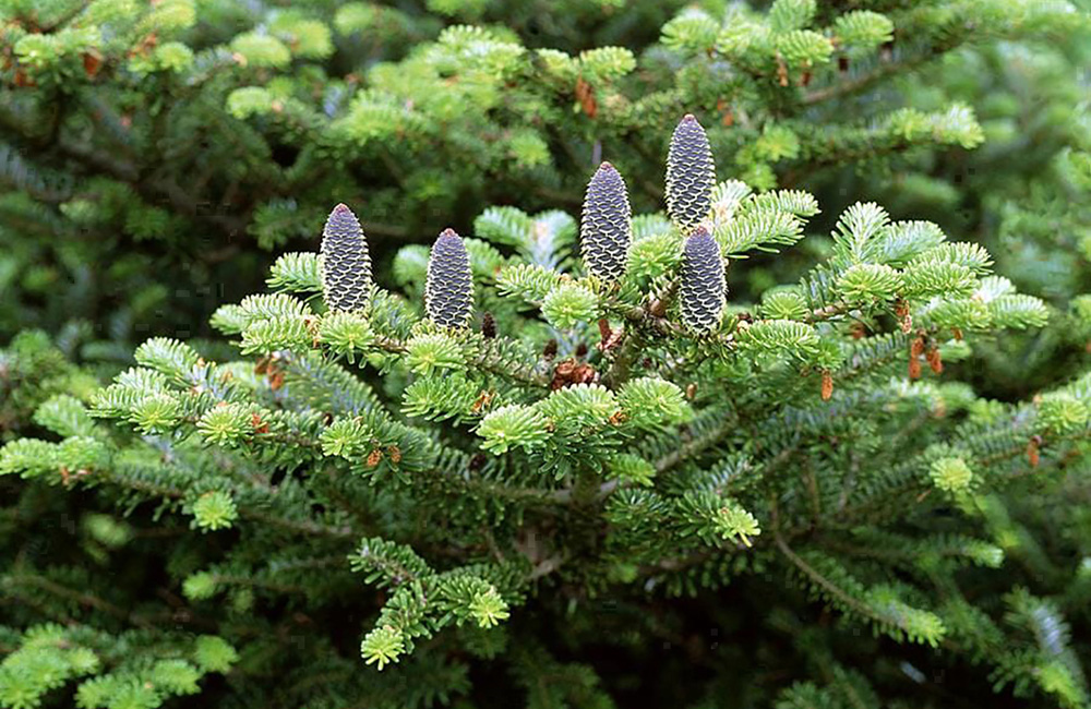 Пихта для озеленения садов, парков и городских территорий