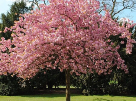 Черемуха для озеленения