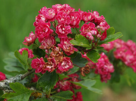 Боярышник для озеленения