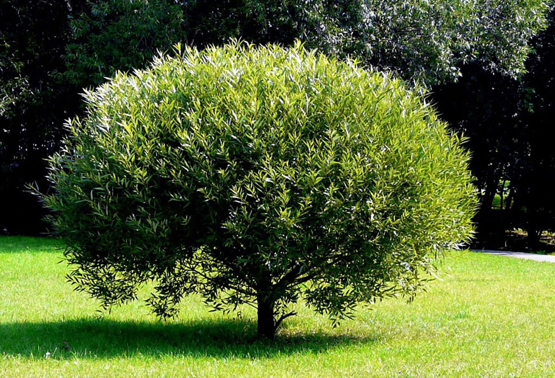 Ива для озеленения садовых и парковых зон