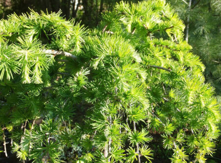 Лиственница для озеленения