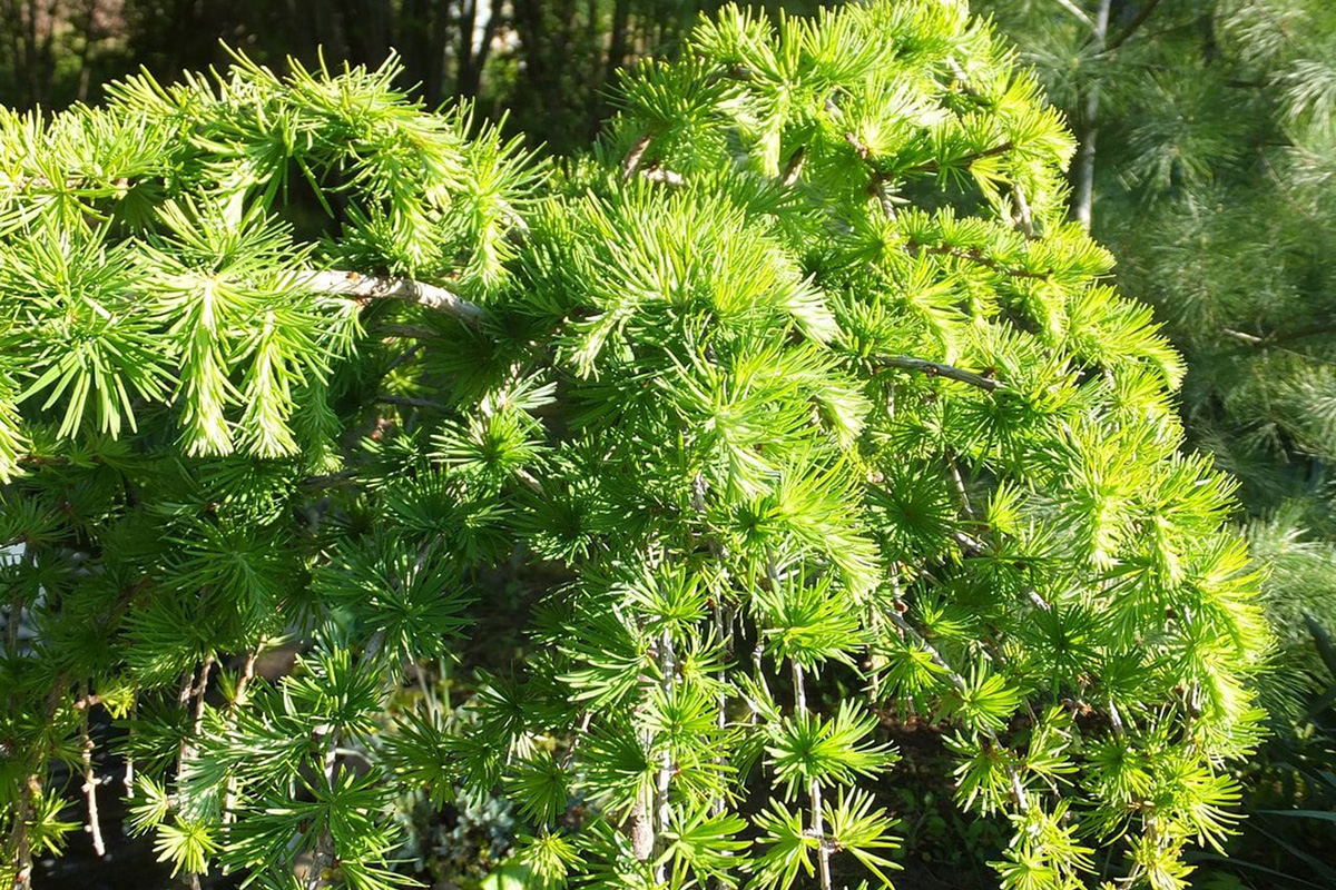 Лиственница для озеленения садов и парковых зон