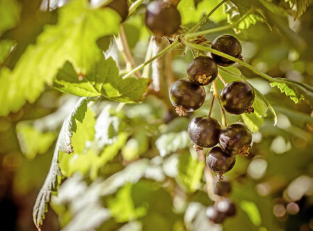 Смородина для озеленения