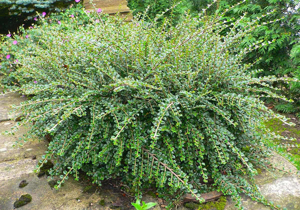 Кизильник для озеленения садов и парков