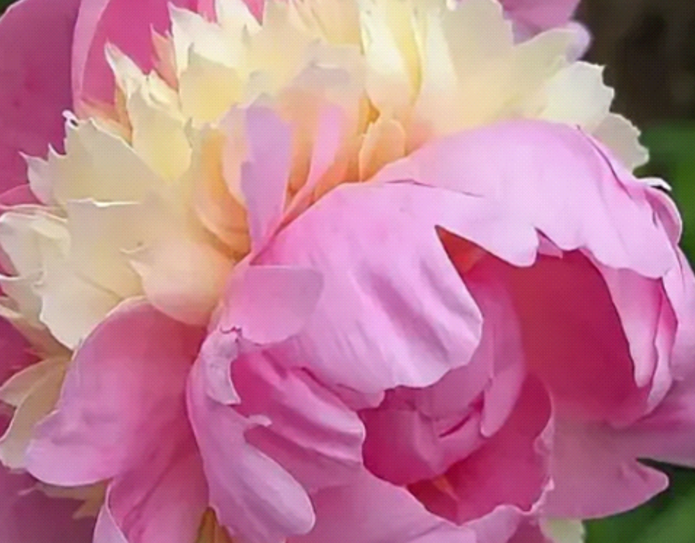 Пионы для озеленения садовых участков